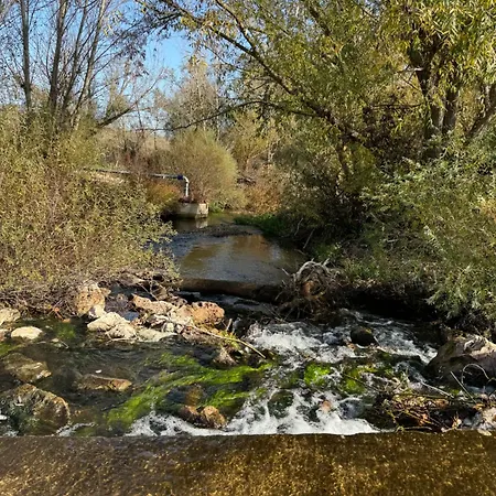 Gavias