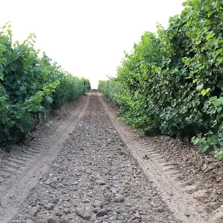 Gavias Matapozuelos